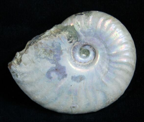 Inch Silver Iridescent Ammonite From Madagascar #1966